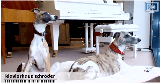 Piano-Dogs: Batista und Tabeal