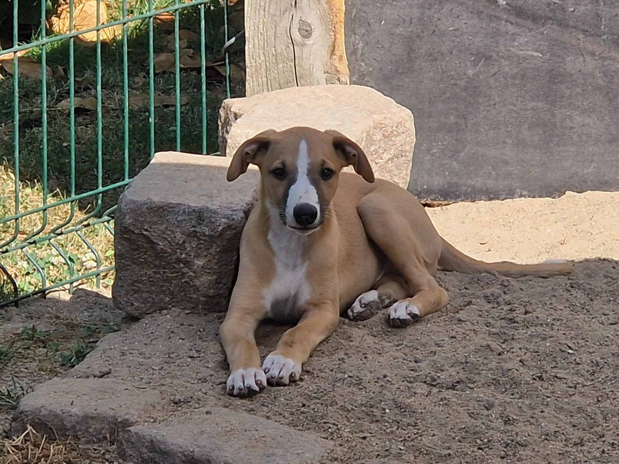 Bild von Pianodog Timmy